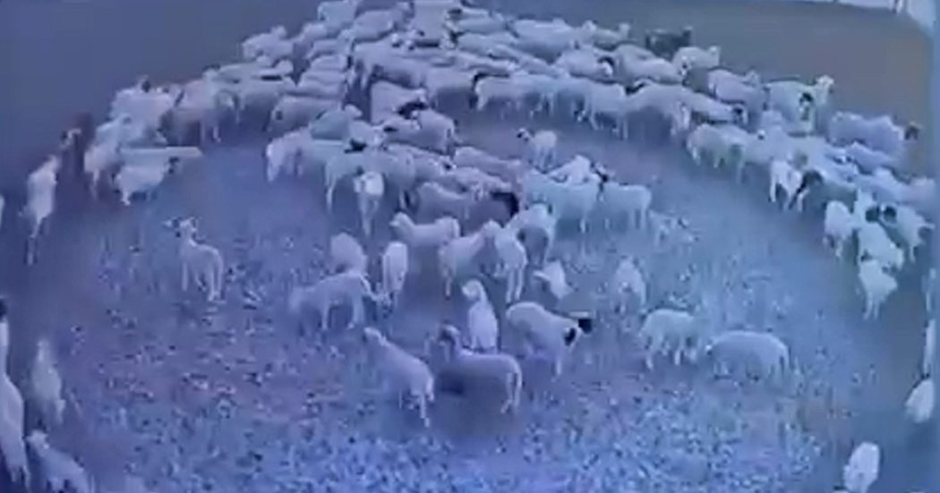Il mistero del gregge di pecore che si muove in cerchio da 12 giorni: stress o infezione? Nessuno ha ancora scoperto il perché