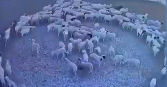Copertina di Il mistero del gregge di pecore che si muove in cerchio da 12 giorni: stress o infezione? Nessuno ha ancora scoperto il perché