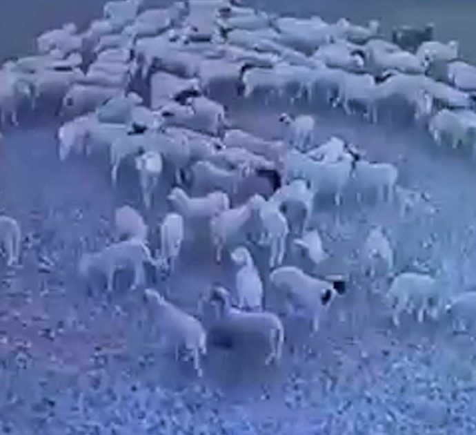 Svelato il “mistero” delle pecore giravano in cerchio in Mongolia: ecco il perché – VIDEO