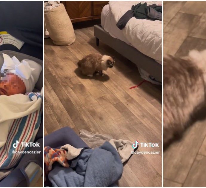 La gatta incontra per la prima volta la neonata e vomita: il video della reazione fa il giro del web