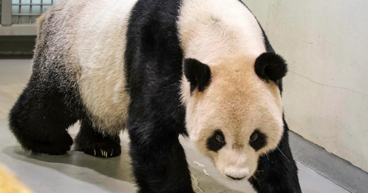 È morto Tuan Tuan, addio al panda gigante donato dalla Cina a Taiwan: “Il suo cuore ha smesso di battere”