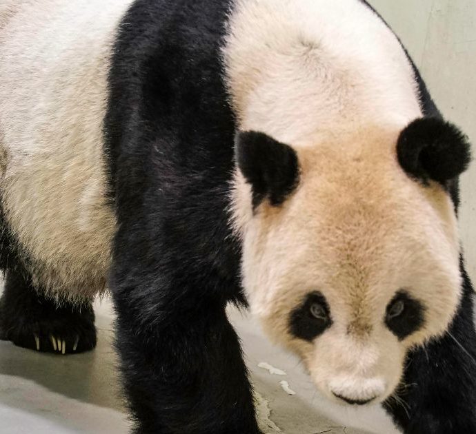 È morto Tuan Tuan, addio al panda gigante donato dalla Cina a Taiwan: “Il suo cuore ha smesso di battere”