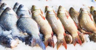 Copertina di Della cernia non si butta via niente: come nutrirsi senza sprecare