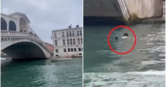 Copertina di Venezia, turista vuole scattarsi un selfie “artistico” ma cade dal ponte di Rialto e finisce in acqua – VIDEO