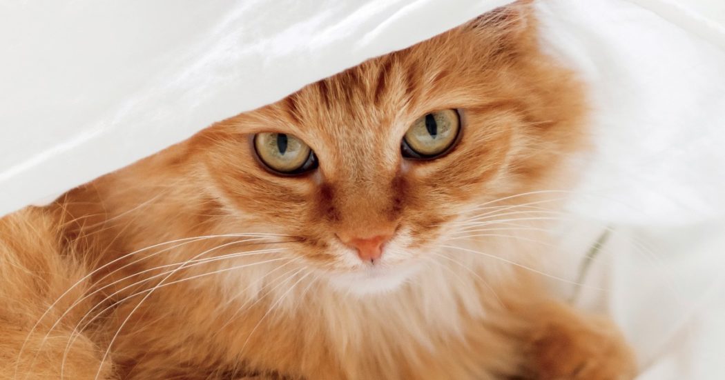 “Cuore di gatto”, il libro sull’incredibile fenomeno dell’homing dei gatti. L’autrice: “Il mio ha fatto più di 100 km da solo per tornare a casa”