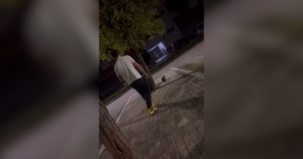 Cassino, prende a calci un gatto come fosse un pallone e pubblica il video sui social: la denuncia dell’Enpa