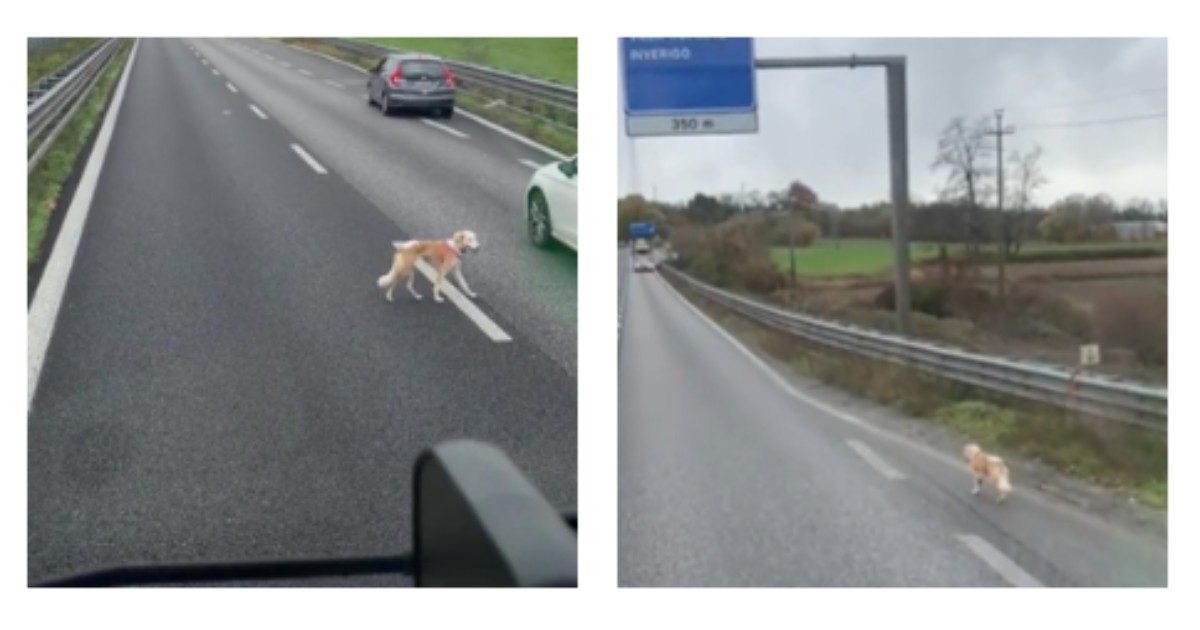 Cane vaga sulla Statale Milano-Lecco: camionista lo scorta fino all’arrivo delle forze dell’ordine