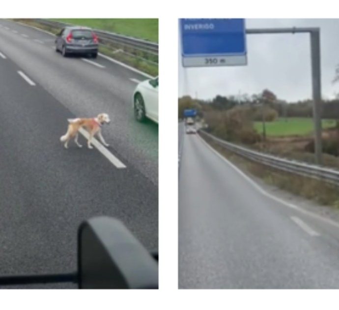 Cane vaga sulla Statale Milano-Lecco: camionista lo scorta fino all’arrivo delle forze dell’ordine