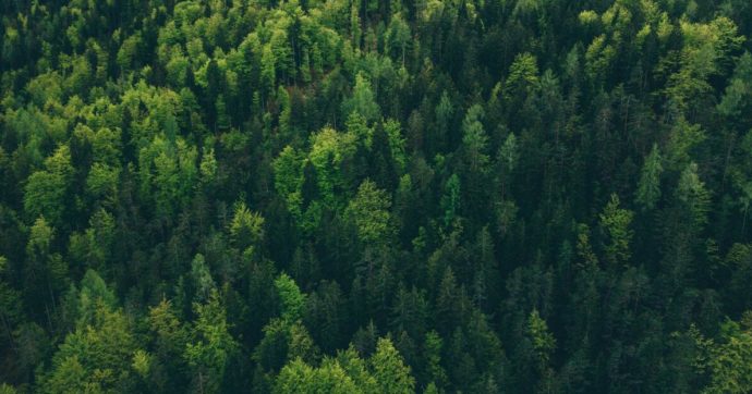 Copertina di Gestire (bene) le foreste ci aiuta anche a ridurre l’anidride carbonica
