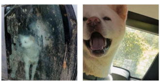 Copertina di Ischia, la storia del cane Yuki trovato vivo dopo tre giorni: “Li aspettava nell’auto dei padroni”. I proprietari sono morti insieme al figlio
