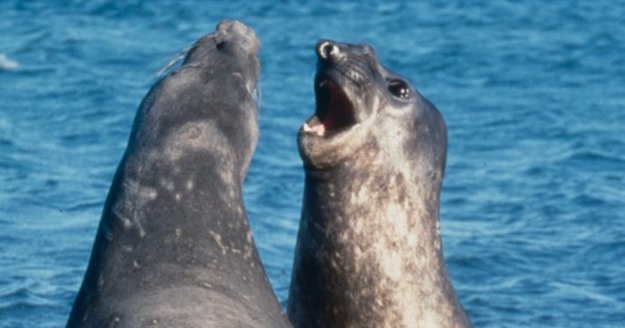 Strage di foche del Caspio: almeno 2.500 trovate morte lungo le coste russe. Ecco perché rischiano l’estinzione
