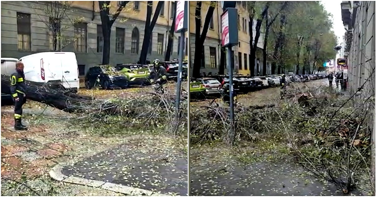 Milano Cade Un Albero In Centro In Pieno Giorno E Travolge Le Auto