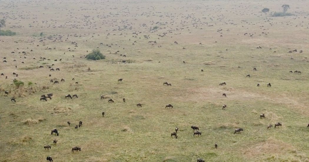 Bambino di quattro anni scompare mentre porta al pascolo il bestiame: ritrovato dopo sei giorni. L’incredibile storia in Kenya