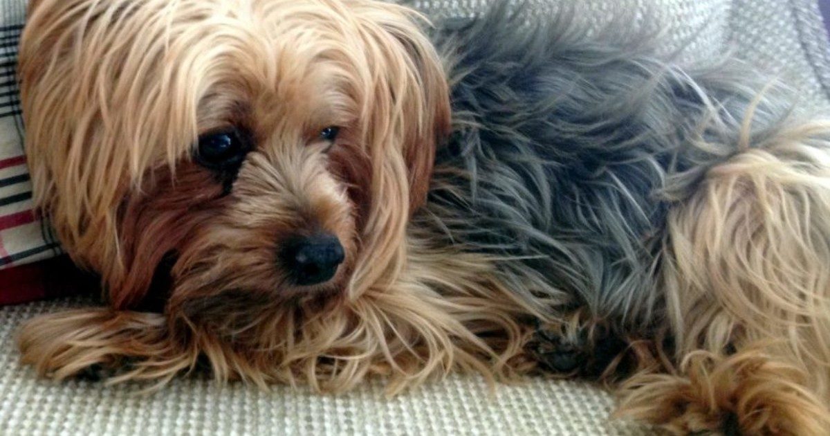 Vuoi prenderti cura di un cane e vivere in una tenuta del Surrey per 70 mila euro all’anno? L’offerta di lavoro che sta facendo il giro dei social