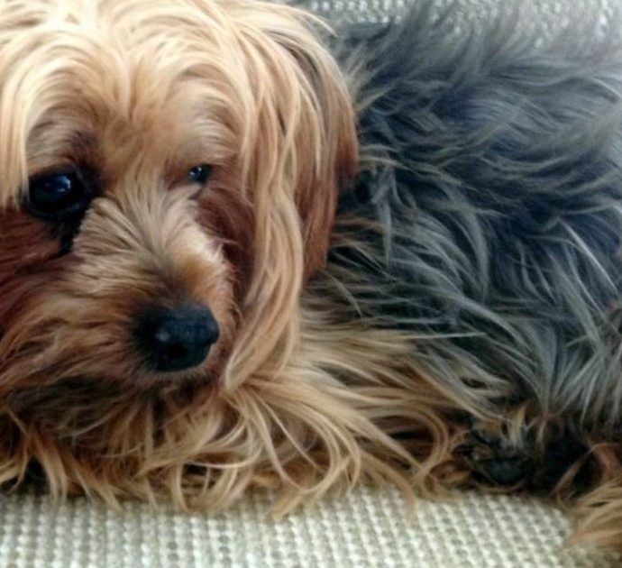 Vuoi prenderti cura di un cane e vivere in una tenuta del Surrey per 70 mila euro all’anno? L’offerta di lavoro che sta facendo il giro dei social