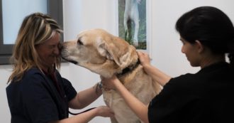 Copertina di Emilia Romagna, creare ambulatori veterinari sociali: una questione di grande rilevanza pubblica