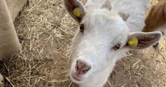 Copertina di “Aiutateci a trovare la capretta Zulema, ci sono mille euro di ricompensa”: l’appello del rifugio per animali