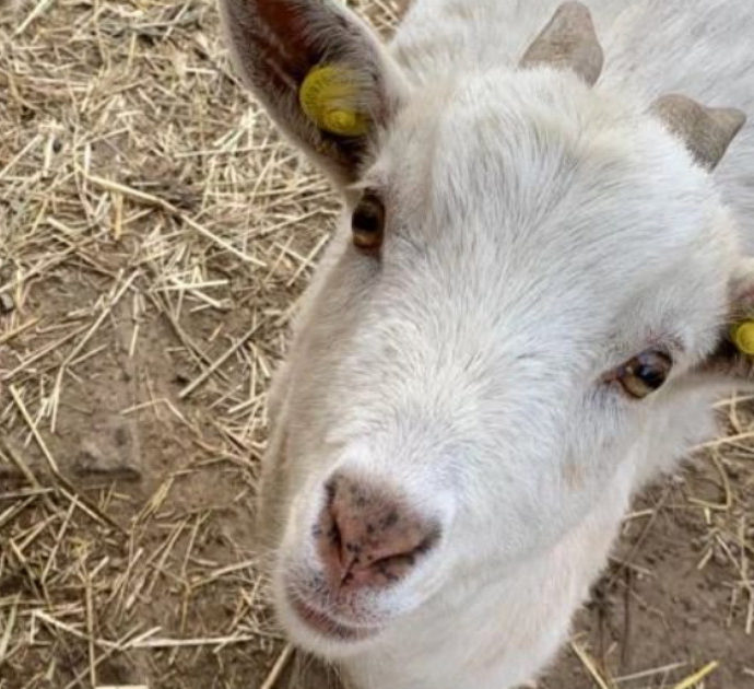 “Aiutateci a trovare la capretta Zulema, ci sono mille euro di ricompensa”: l’appello del rifugio per animali