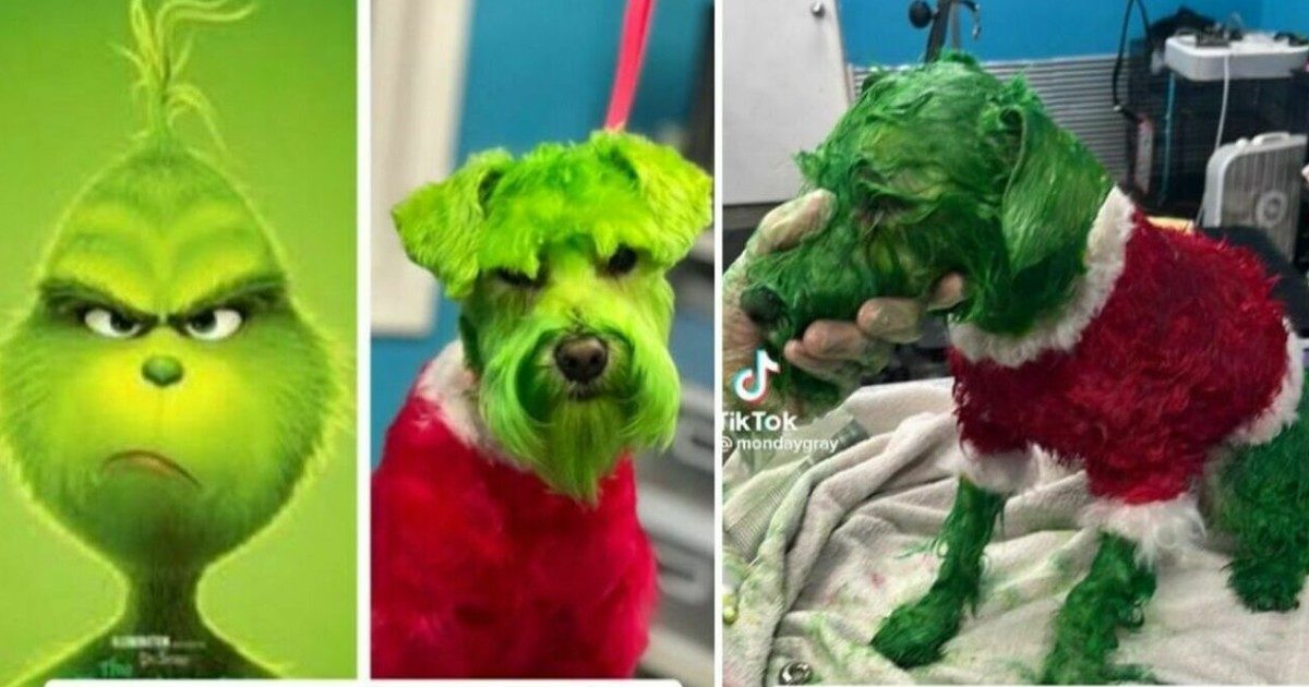 Tinge il cane di verde e rosso per farlo assomigliare al Grinch, il video su TikTok scatena la polemica: “Lascia in pace quelle povera bestia”