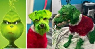 Copertina di Tinge il cane di verde e rosso per farlo assomigliare al Grinch, il video su TikTok scatena la polemica: “Lascia in pace quelle povera bestia”