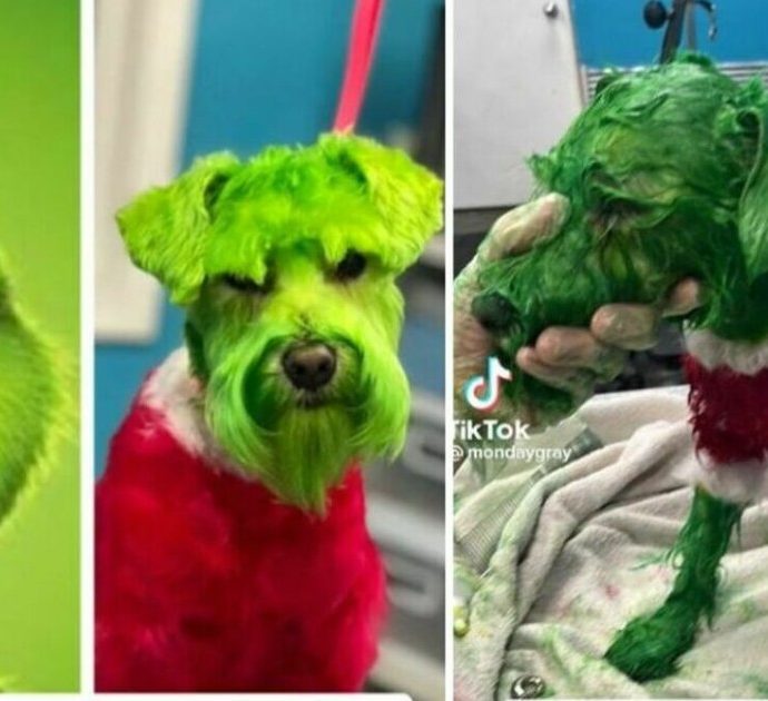 Tinge il cane di verde e rosso per farlo assomigliare al Grinch, il video su TikTok scatena la polemica: “Lascia in pace quelle povera bestia”