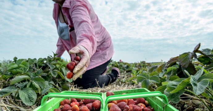 Decreto flussi per 80 mila: record di ingressi dal 2010