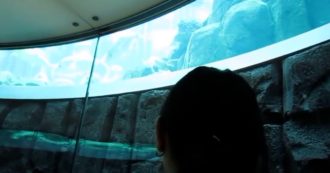 Copertina di Esplosione dell’acquario a Berlino, così si potevano ammirare i pesci all’interno: il video del viaggio in ascensore