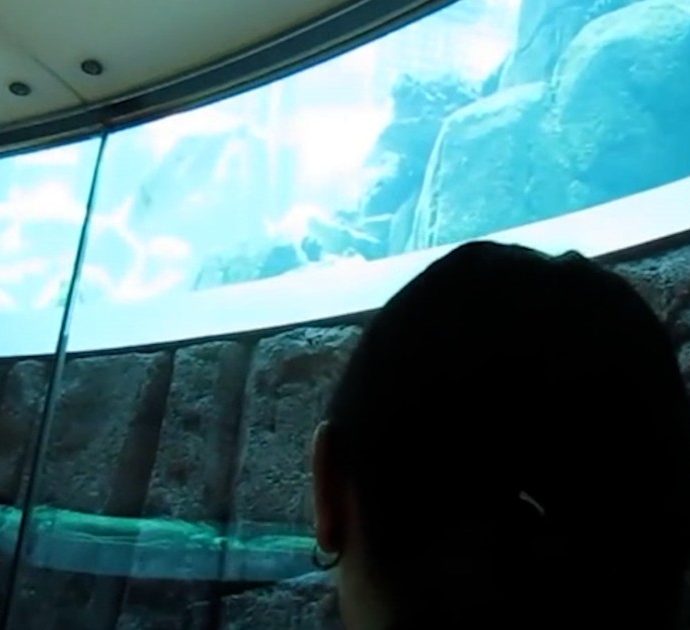 Esplosione dell’acquario a Berlino, così si potevano ammirare i pesci all’interno: il video del viaggio in ascensore
