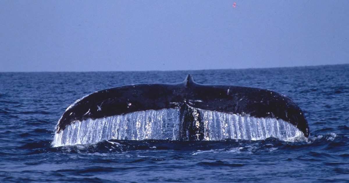 C’è un tesoro da 500mila euro nella pancia della balena morta spiaggiata alle Canarie: “10 chili di oro fluttuante”