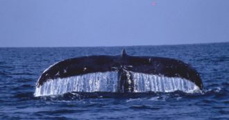 Copertina di Salvare le balene è fondamentale per aiutare il pianeta (risparmiando): così riescono ad assorbire fino a 33 tonnellate di CO2 all’anno