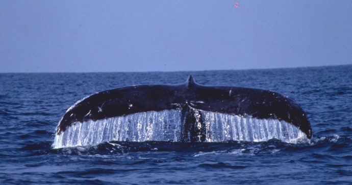 Salvare le balene è fondamentale per aiutare il pianeta (risparmiando): così riescono ad assorbire fino a 33 tonnellate di CO2 all’anno