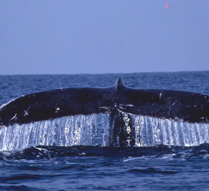 C’è un tesoro da 500mila euro nella pancia della balena morta spiaggiata alle Canarie: “10 chili di oro fluttuante”