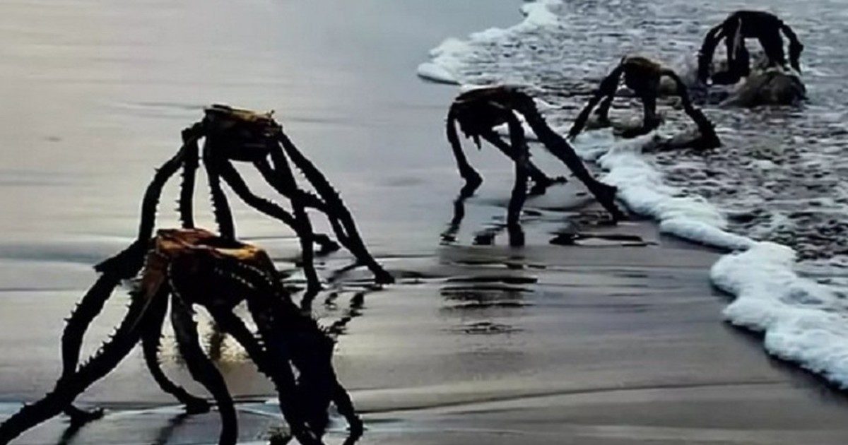 “Mostri marini” fotografati su una spiaggia del Sudafrica, l’esperto chiarisce il “mistero”: “Non sono marziani ma Aloe ferox”