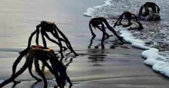 Copertina di “Mostri marini” fotografati su una spiaggia del Sudafrica, l’esperto chiarisce il “mistero”: “Non sono marziani ma Aloe ferox”