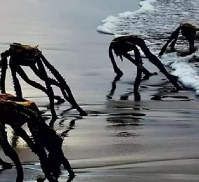 “Mostri marini” fotografati su una spiaggia del Sudafrica, l’esperto chiarisce il “mistero”: “Non sono marziani ma Aloe ferox”