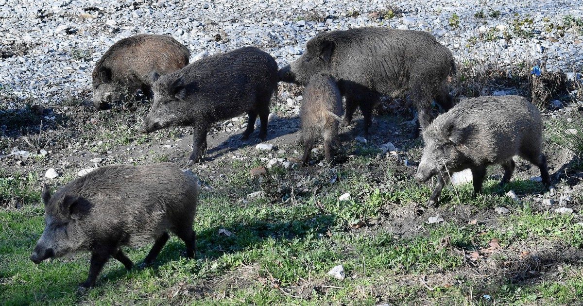 Aggredito cinghiale 