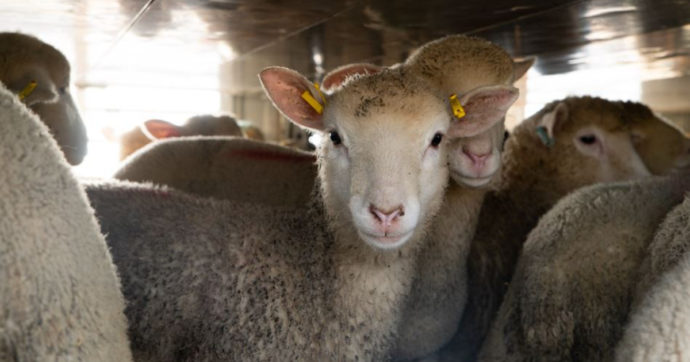 Irregolarità nel trasporto agnelli per Natale: ne faremo un report per la Commissione Ue