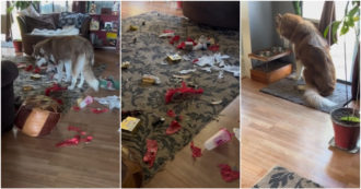 Copertina di Si sveglia e trova tutti i regali di Natale distrutti: glieli ha mangiati il cane. E la reazione di Cash è impagabile – Video