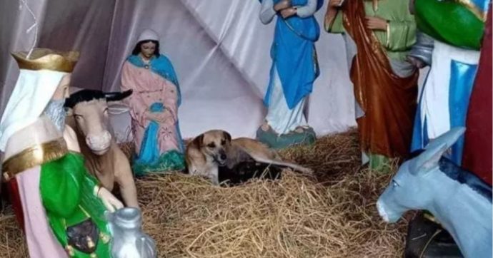 Femmina di cane randagio partorisce nella culla del presepe alla vigilia di Natale: gli abitanti si prendono cura dei cuccioli