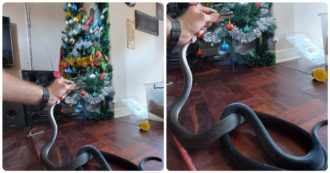 Copertina di Trovano uno dei serpenti più letali al mondo nascosto nell’albero di Natale: “Un mamba di due metri, erano sotto shock”