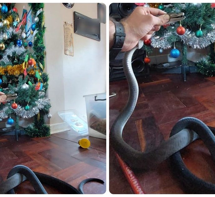Trovano uno dei serpenti più letali al mondo nascosto nell’albero di Natale: “Un mamba di due metri, erano sotto shock”