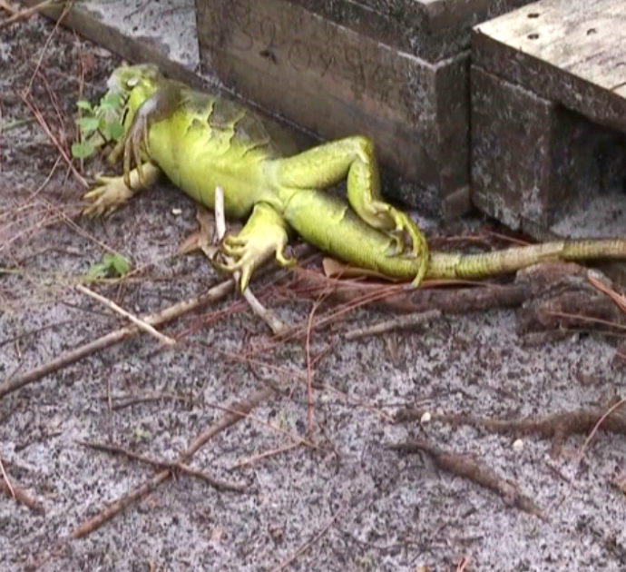 Cadono iguane congelate dagli alberi: le immagini choc dopo la morsa del gelo – Video