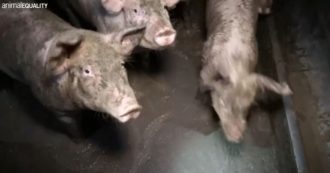 Copertina di Maiali tra sporcizia, liquami e cadaveri in un allevamento intensivo di Brescia. L’inchiesta di Animal Equality