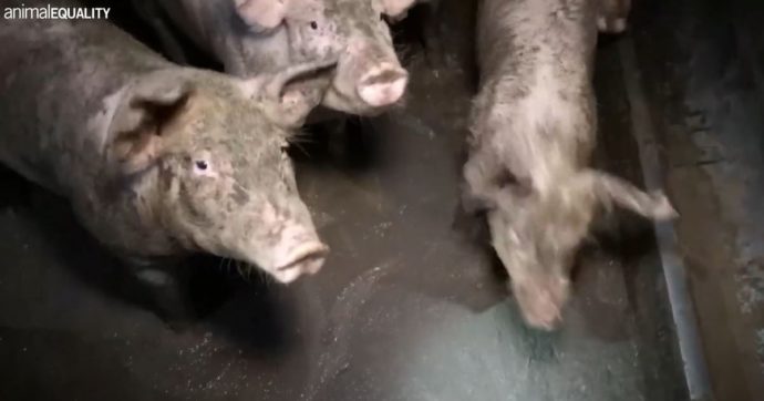 Maiali tra sporcizia, liquami e cadaveri in un allevamento intensivo di Brescia. L’inchiesta di Animal Equality