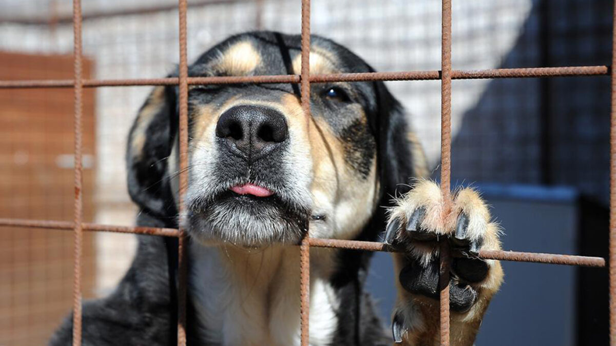 Cani ridotti a scheletri, chiusi nei recinti sotto il sole: uno muore di stenti, cucciolo trovato che pesa due chili. Arrestata la “padrona degli orrori”