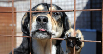 Copertina di “Siamo stanchi di aspettare che muoia”: i padroni del cagnolino Nasa lo abbandonano in un rifugio dopo aver vissuto assieme per sedici anni