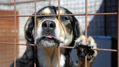 Copertina di Cani ridotti a scheletri, chiusi nei recinti sotto il sole: uno muore di stenti, cucciolo trovato che pesa due chili. Arrestata la “padrona degli orrori”