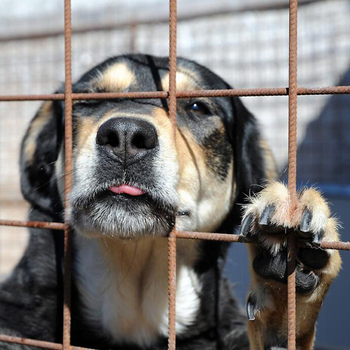 “Siamo stanchi di aspettare che muoia”: i padroni del cagnolino Nasa lo abbandonano in un rifugio dopo aver vissuto assieme per sedici anni