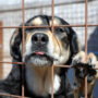 Copertina di Feriscono i cani, li riprendono e usano i video per truffare 