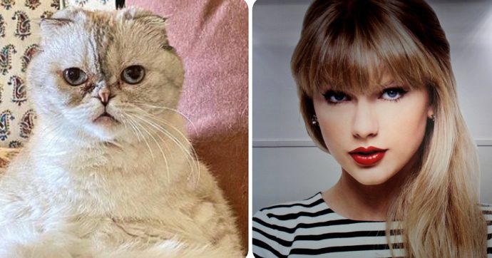 Taylor Swift La Gattina Olivia Ha Un Patrimonio Da Capogiro 97 Milioni Di Dollari Non è Lei